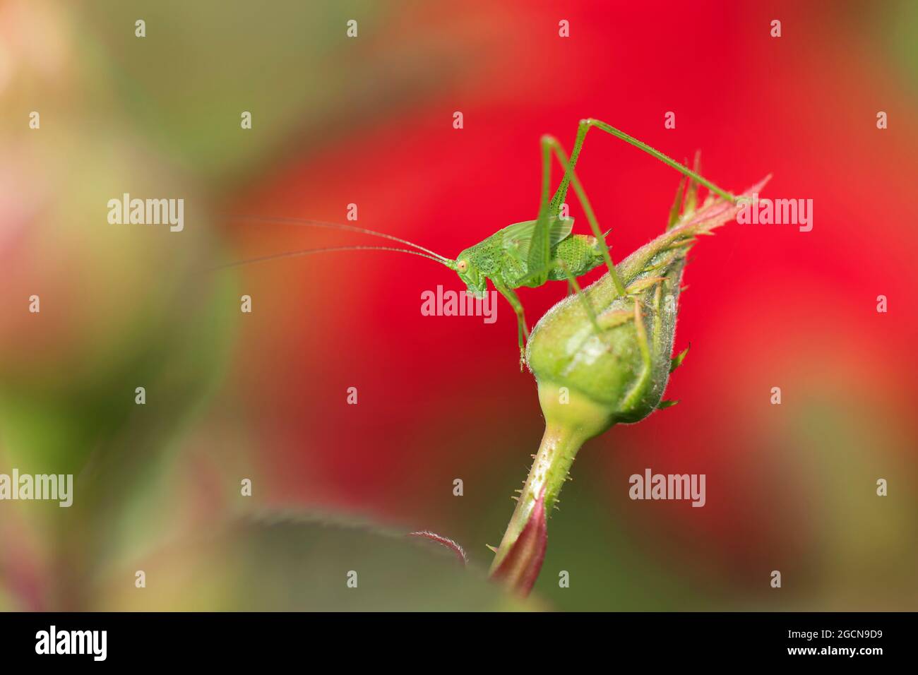Phaneropteridae Speckled bush-cricket Leptophyes punctatissima on leaf Stock Photo