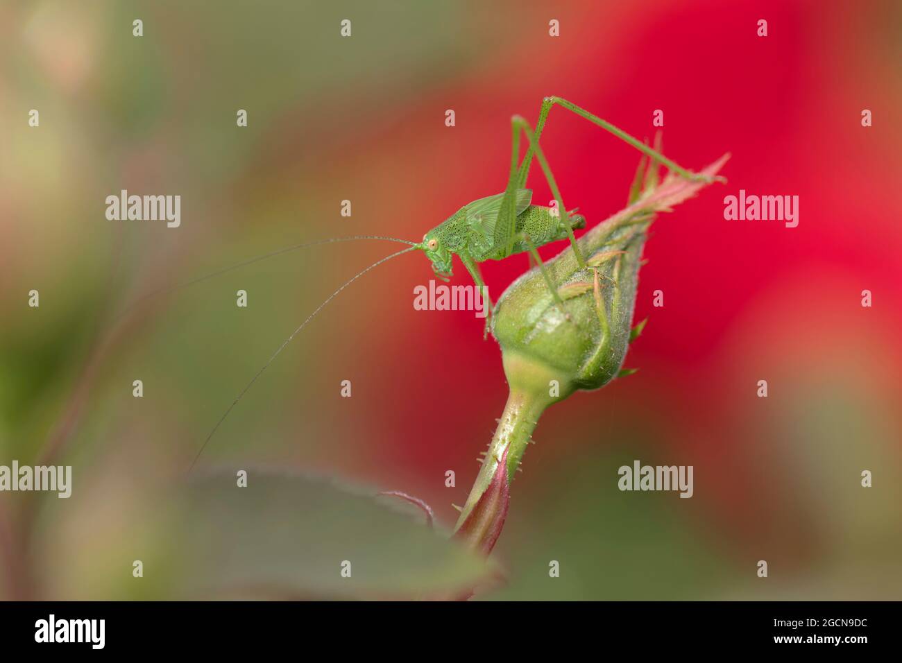 Phaneropteridae Speckled bush-cricket Leptophyes punctatissima on leaf Stock Photo