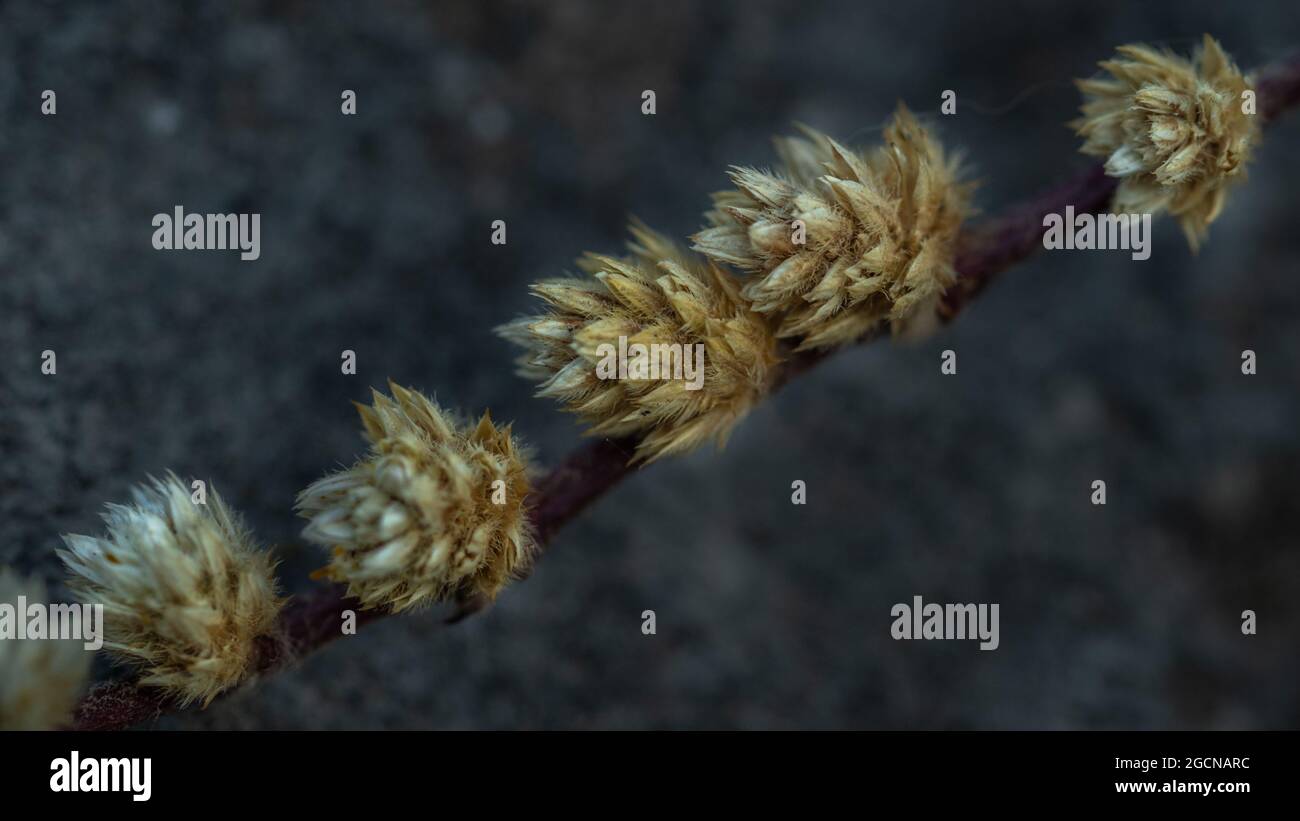 Rock background flowers hi-res stock photography and images - Alamy