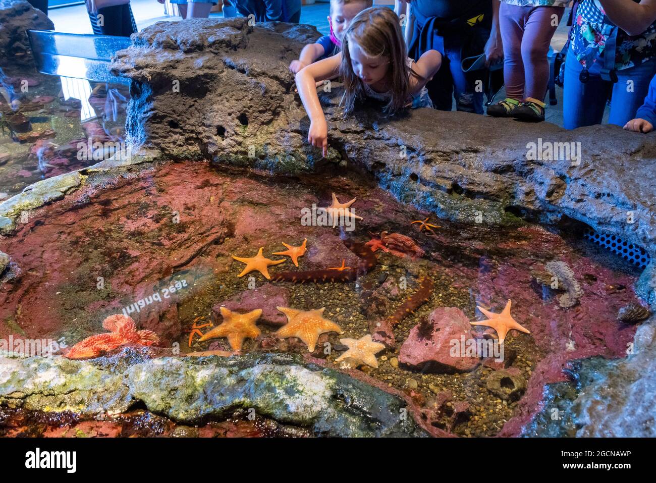 Touch tank aquarium hires stock photography and images Alamy