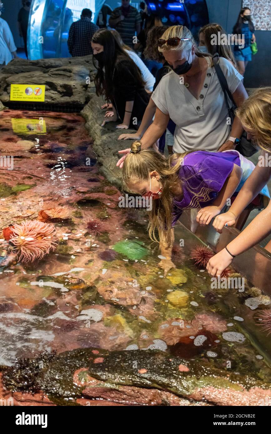 children at touch tank, Seattle Aquarium, Washington State, USA Stock