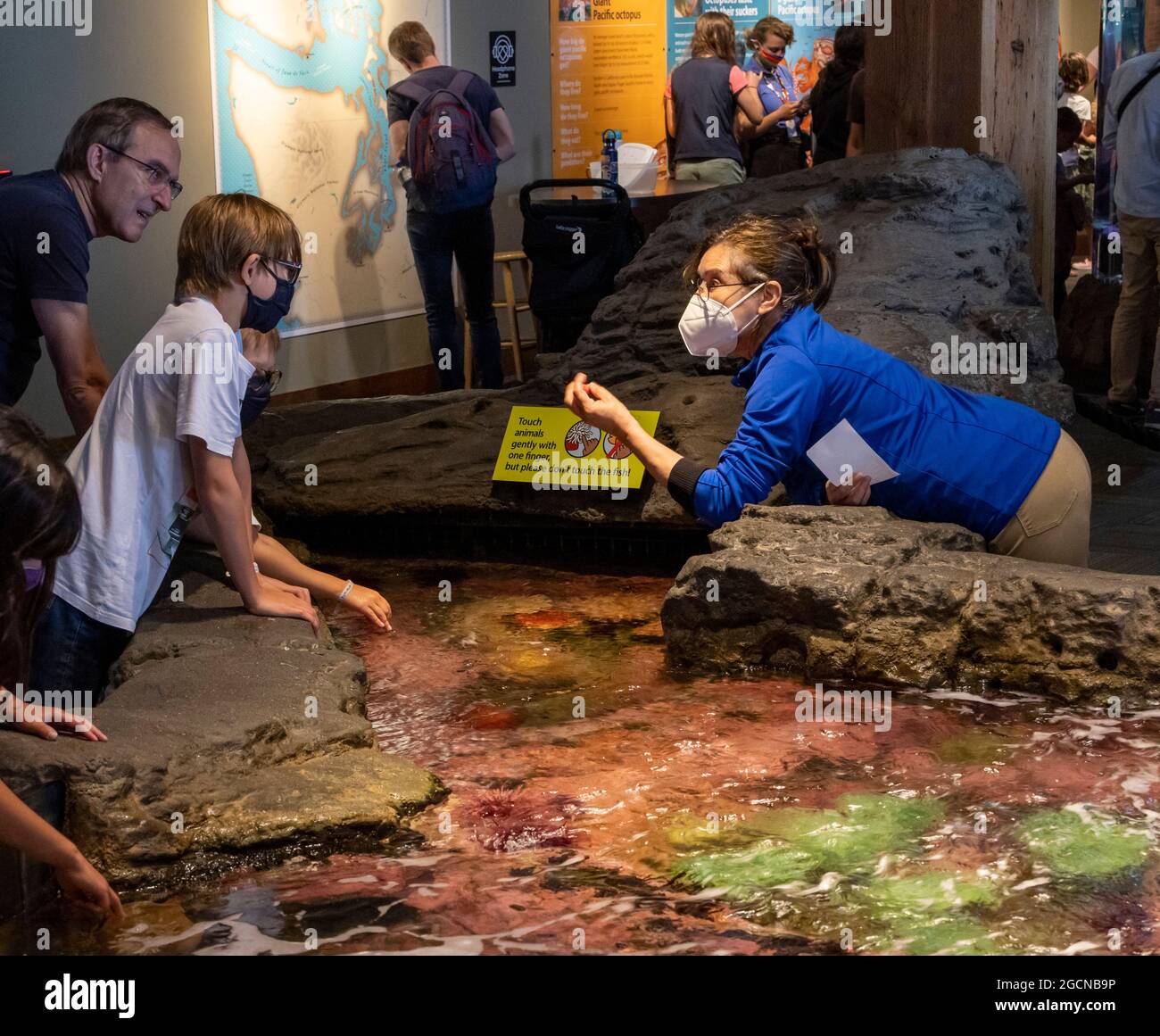 children at touch tank, Seattle Aquarium, Washington State, USA Stock