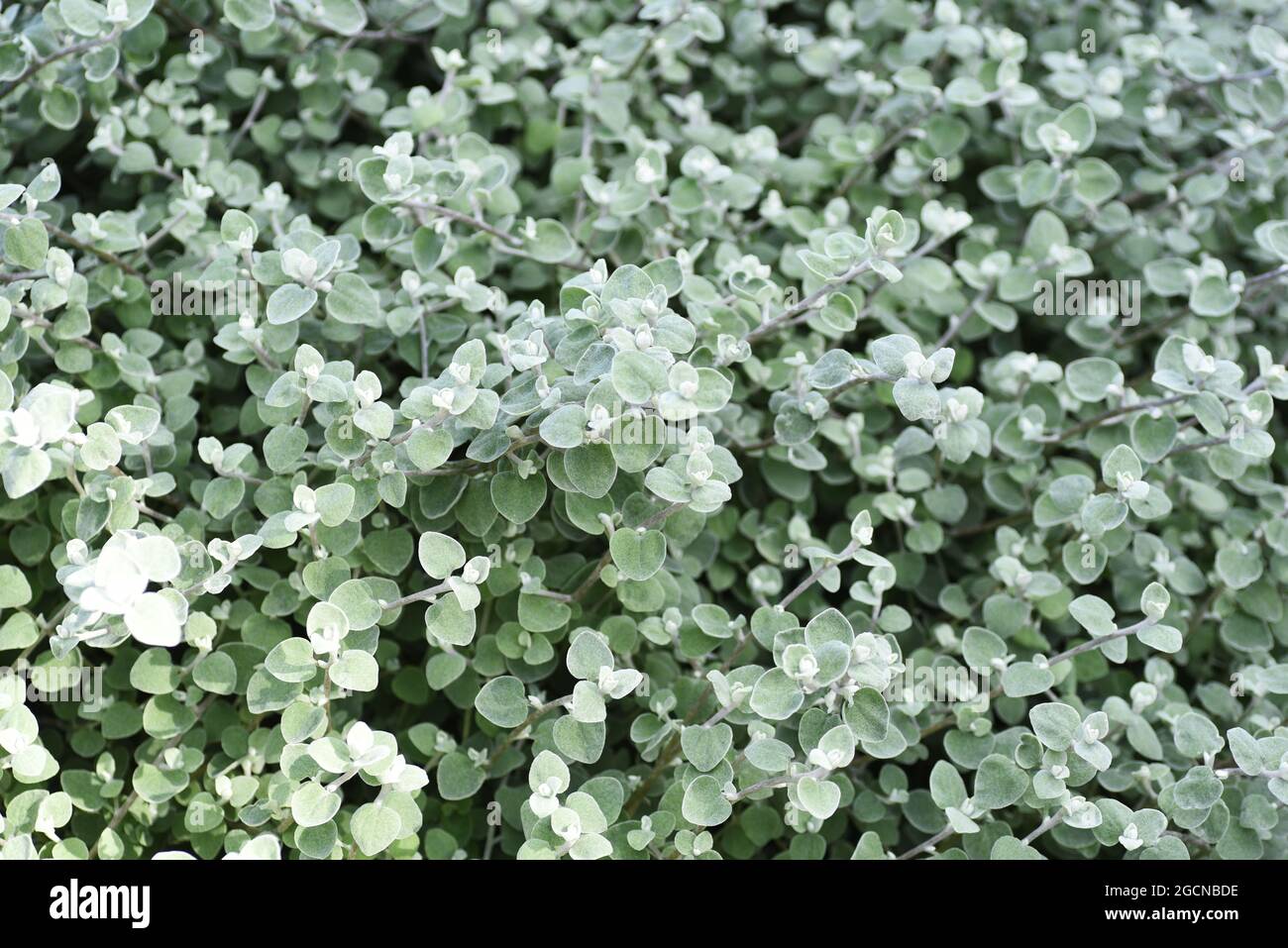 Licorice plant with small leaves in a garden Stock Photo