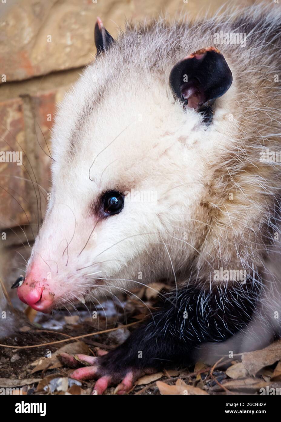 An oppossum hides next to a building behind a bush. Bird seed is stuck