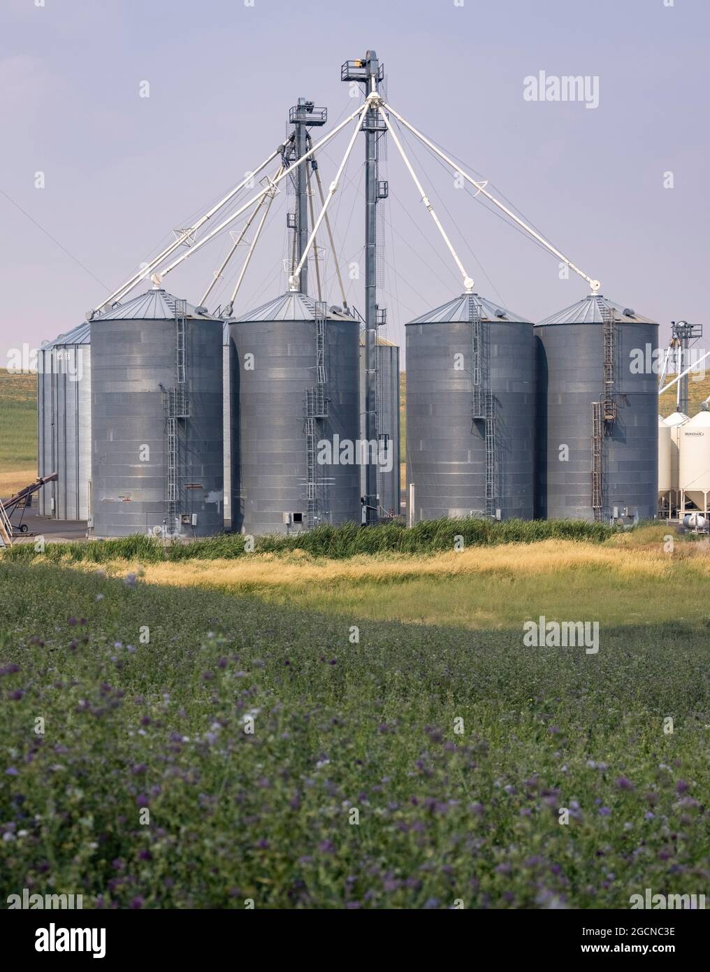grain silos, near Pullman, Washington State, USA Stock Photo