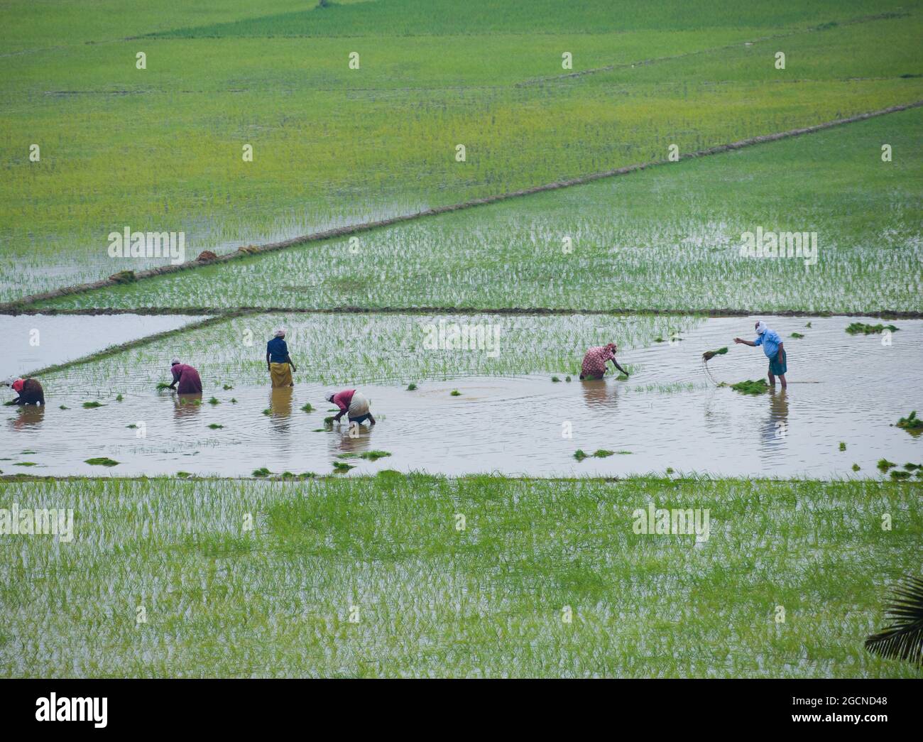 Theme Rice Farm Rice farmers harvest aerial hi-res stock photography and images - Alamy