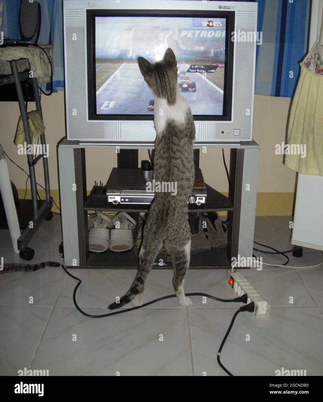 Cat likes to watch TV in Puerto Galera on the Philippines 26.11.2012 Stock Photo