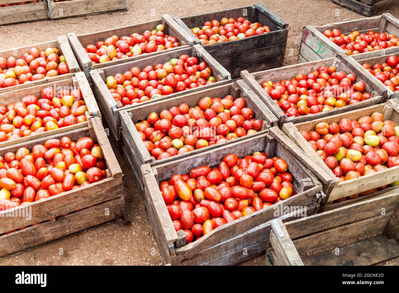 Crates of tomatoes at the Mercado Agropeculario (Agriculture Market) Hatibonico in Camaguey, Cuba Stock Photo
