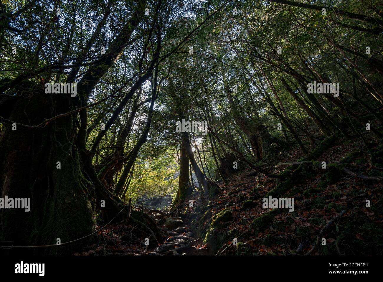 Shiratani Unsuikyo Ravine Stock Photo