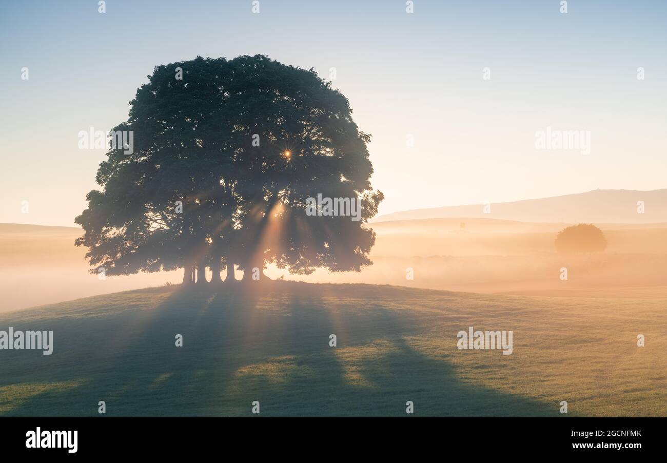 The rising sun casts its rays through the iconic copse of trees near Eshton in the Yorkshire Dales National Park on a misty summer morning. Stock Photo