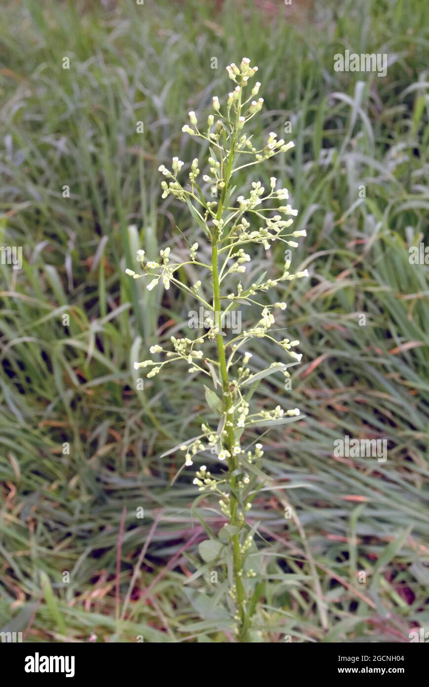 horseweed, coltstail, marestail, butterweed, Kanadisches Berufkraut