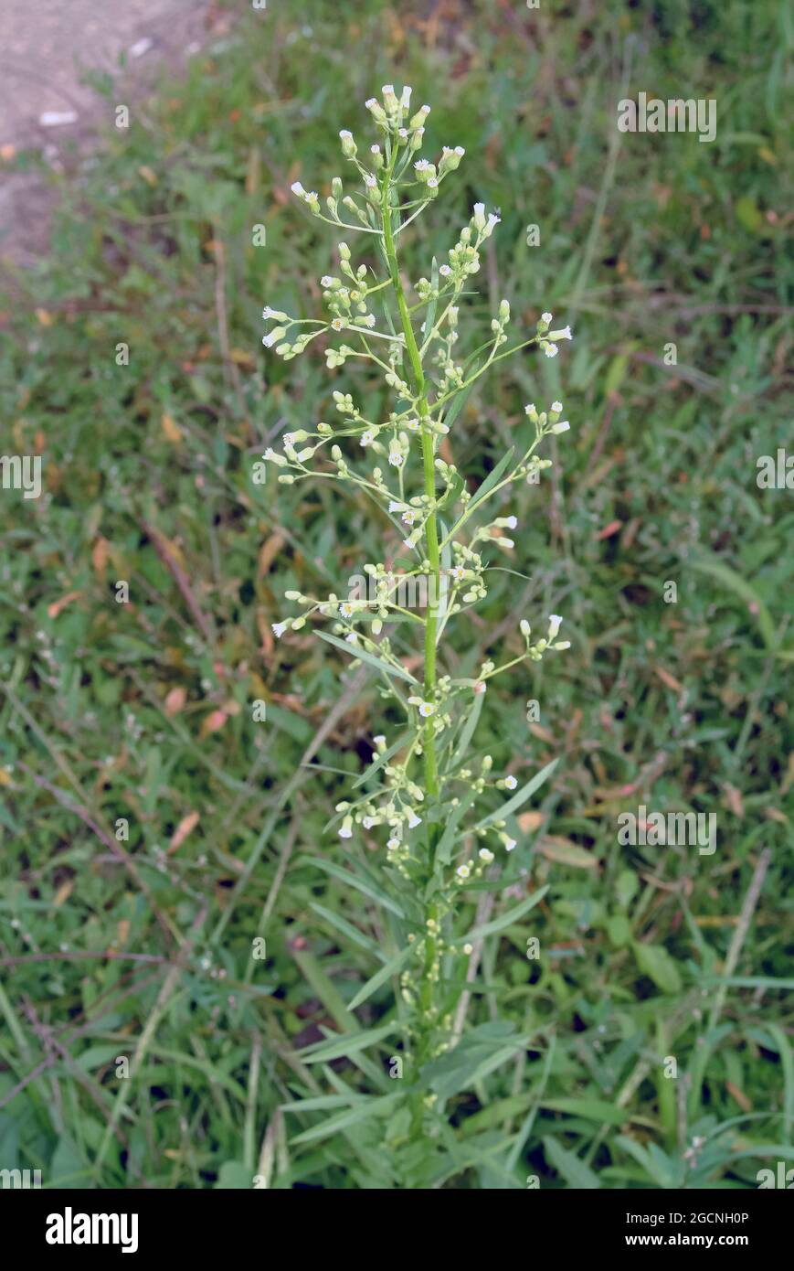 horseweed, coltstail, marestail, butterweed, Kanadisches Berufkraut