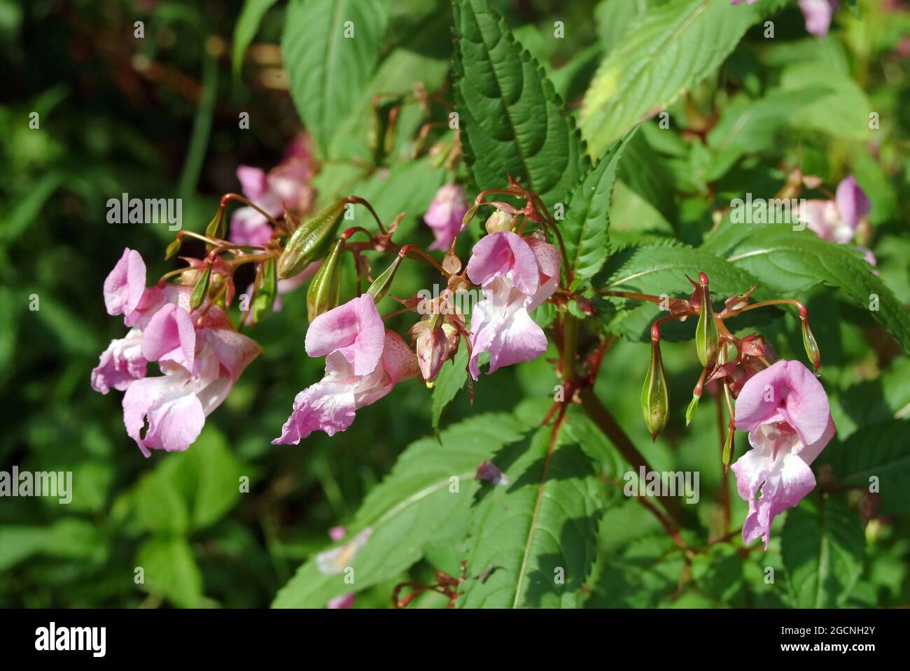 policeman's helmet, bobby tops, copper tops, Drüsiges Springkraut, Rotes Springkraut, Impatiens glandulifera, bíbor nebáncsvirág, Hungary, Europe Stock Photo