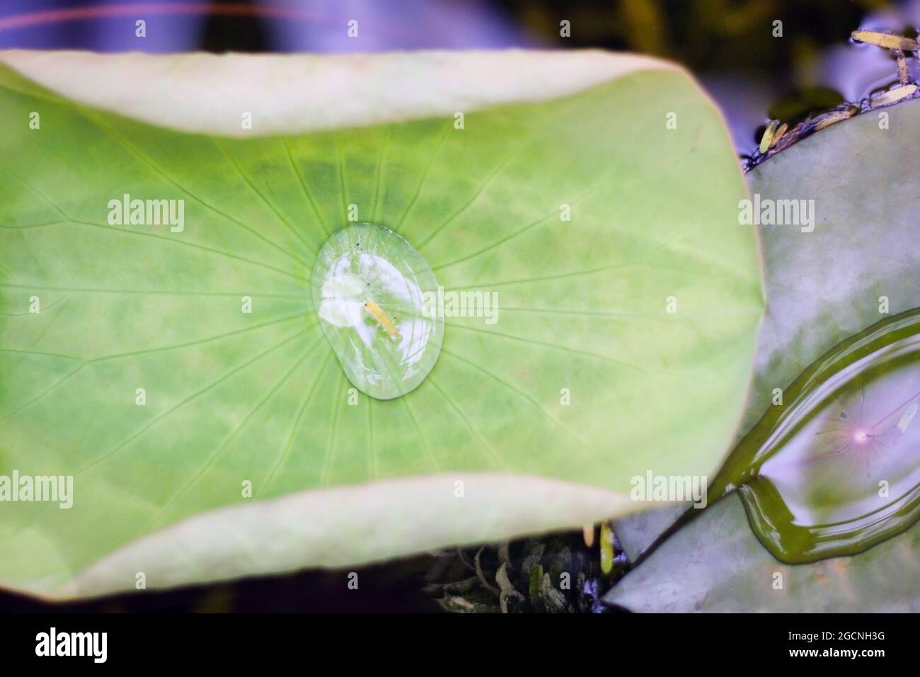Macro close up shot of pattern on lily leaf with water drop. Vein in ...