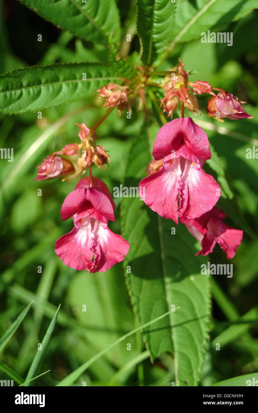 policeman's helmet, bobby tops, copper tops, Drüsiges Springkraut, Rotes Springkraut, Impatiens glandulifera, bíbor nebáncsvirág, Hungary, Europe Stock Photo