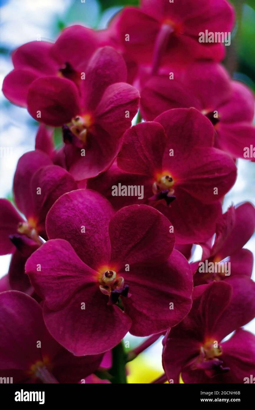 Macro photography showing close up of Tropical orchid Ascocenda flowers in red colours Stock Photo