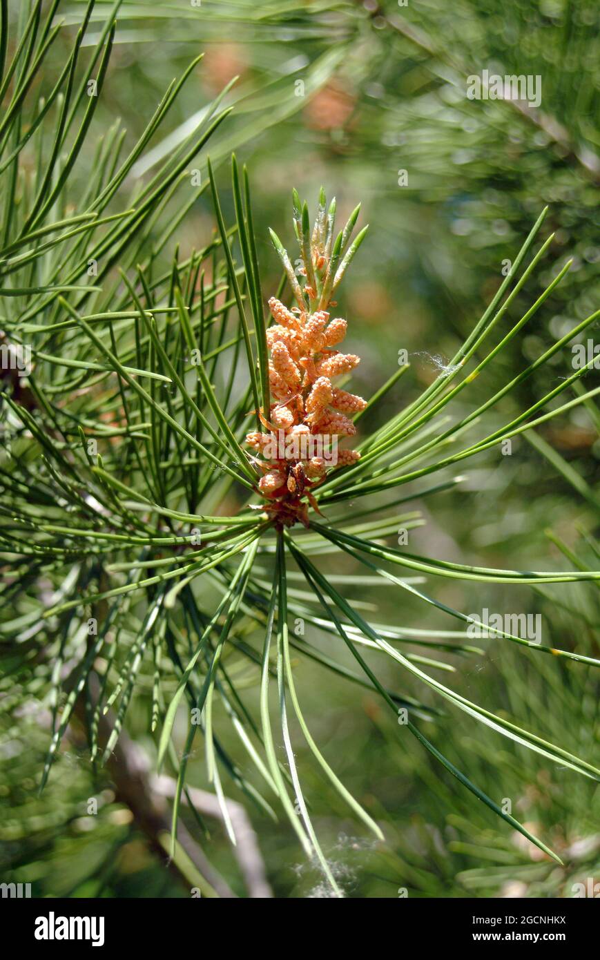 Bunge's pine, lacebark pine or white-barked pine, Bunges Kiefer, Tempel ...