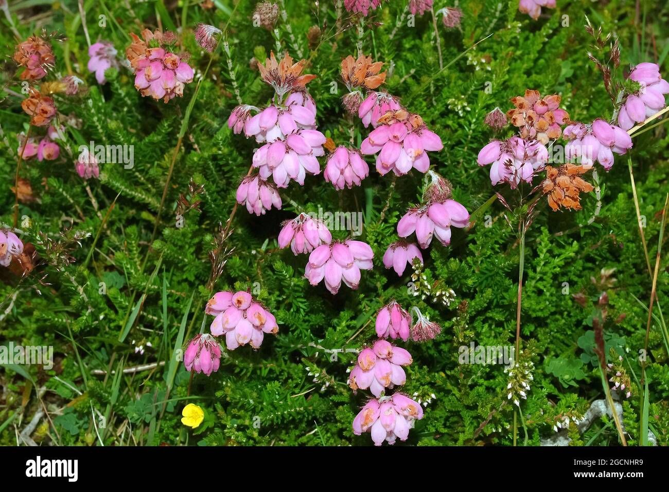 cross-leaved heath, Glocken-Heide, Erica tetralix, keresztes hanga Stock Photo