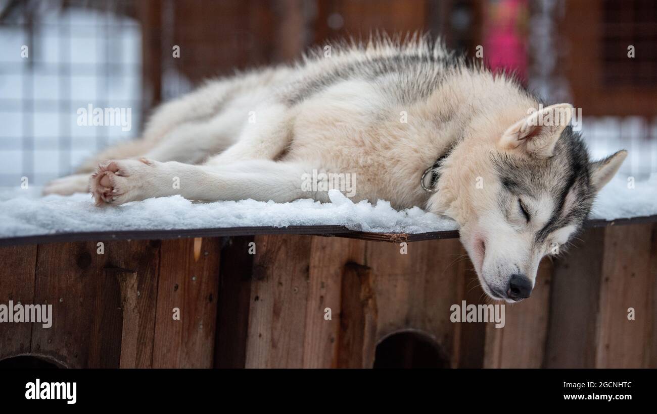 Do Huskies Sleep In The Snow