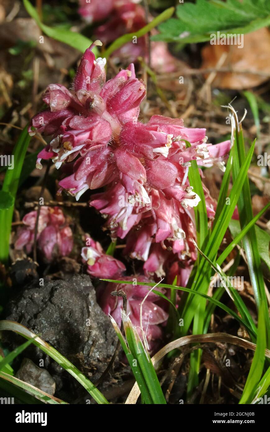 common toothwort, Gewöhnliche Schuppenwurz, Lathraea squamaria, kónya vicsorgó, Hungary, Magyarország, Europe Stock Photo