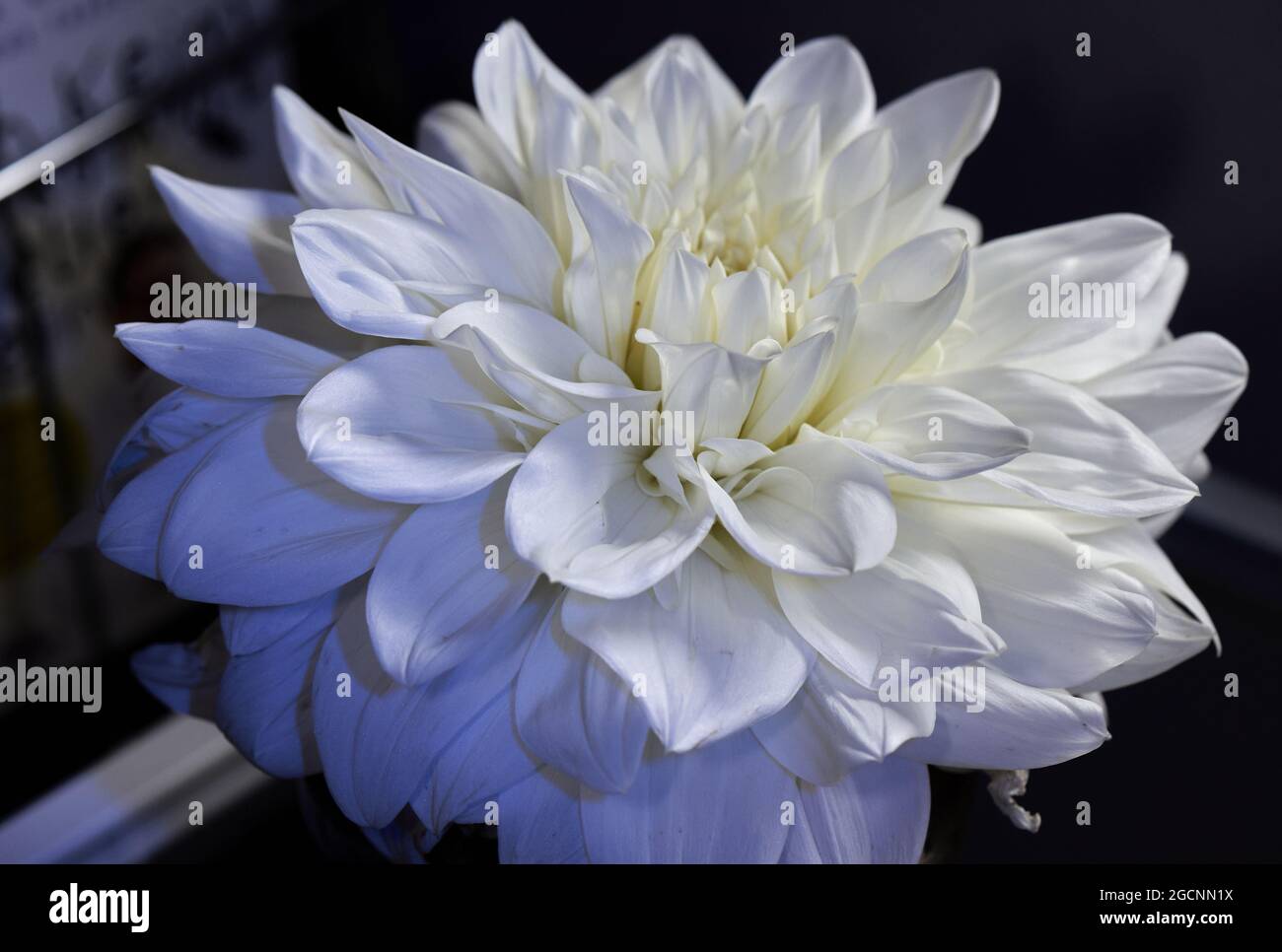 white flourishingly Dahlia Stock Photo