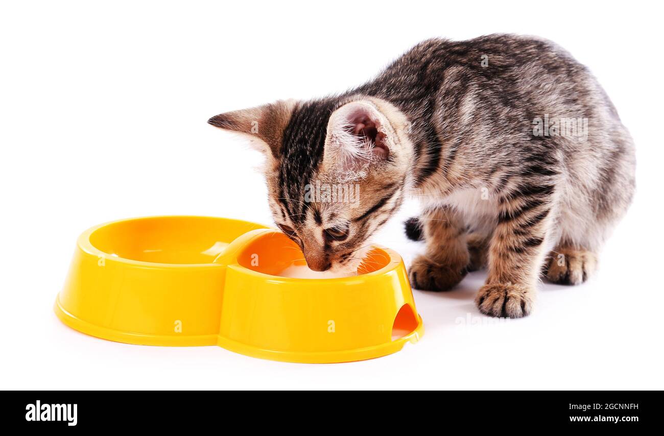 Little kitten drinks milk isolated on white Stock Photo Alamy