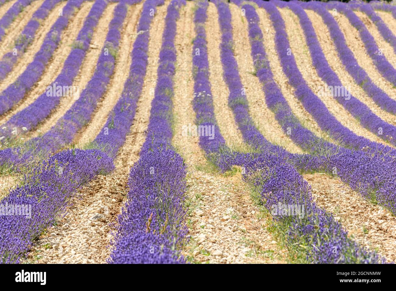 Lavender fields in bloom in Provence. Valensole Plateau (AlpesdeHaute