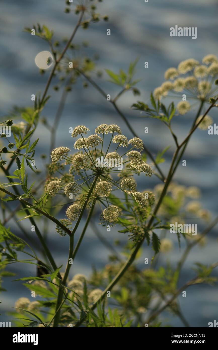 Cicuta virosa, Cowbane. White flowers of an umbrella plant in sunlight on the background of a blue wavy surface of the lake. Stock Photo