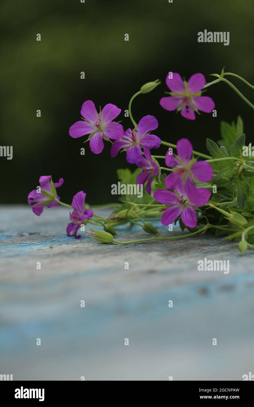 Bouquet of pink flowers on blue wooden old surface on a green background outdoors. Geranium palustre, Marsh Crane's-bill. Pink geranium flowers. Stock Photo