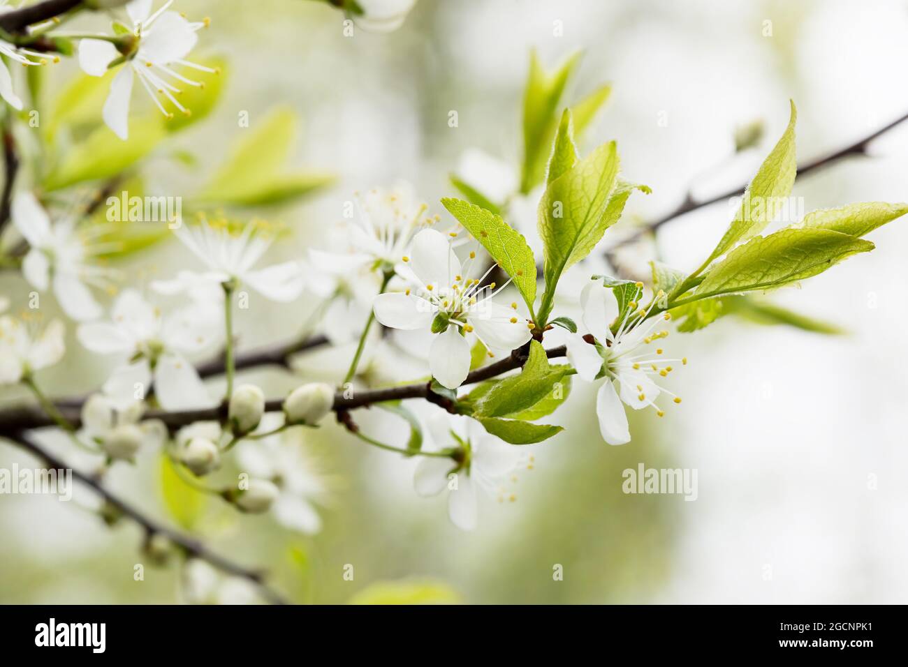 Defocused floral background with cherry blossoms on green leaves Stock ...