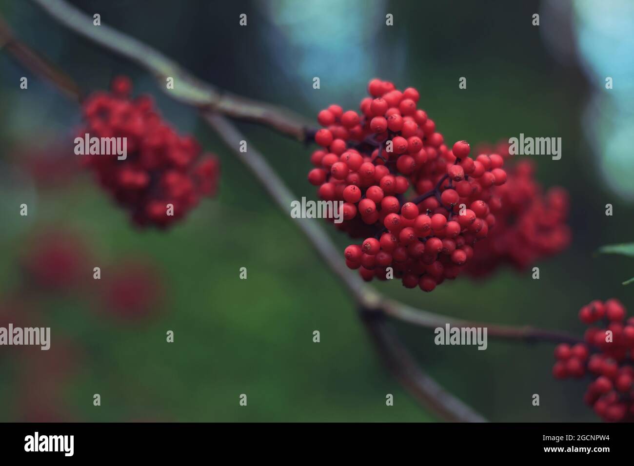 Sambucus racemosa, red elderberry, red-berried elder. A bunch of red elderberries close-up against a background of green foliage. Stock Photo