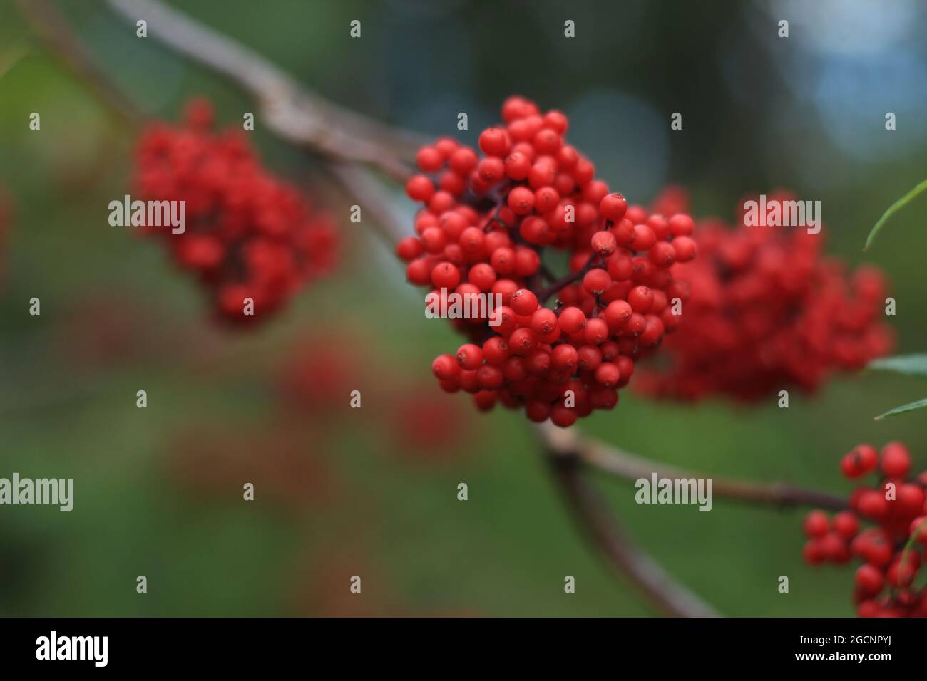 Sambucus racemosa, red elderberry, red-berried elder. A bunch of red elderberries close-up against a background of green foliage. Stock Photo