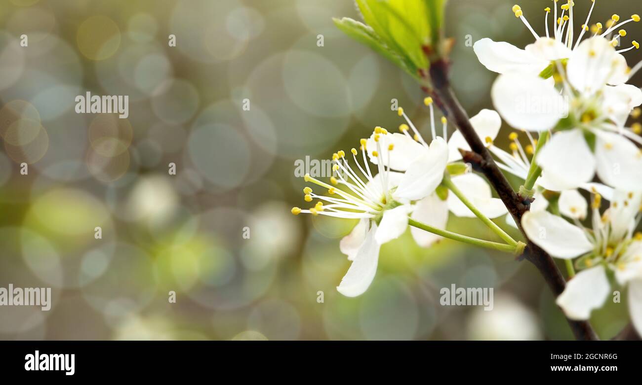 Defocused floral background with cherry blossoms on green leaves Stock ...