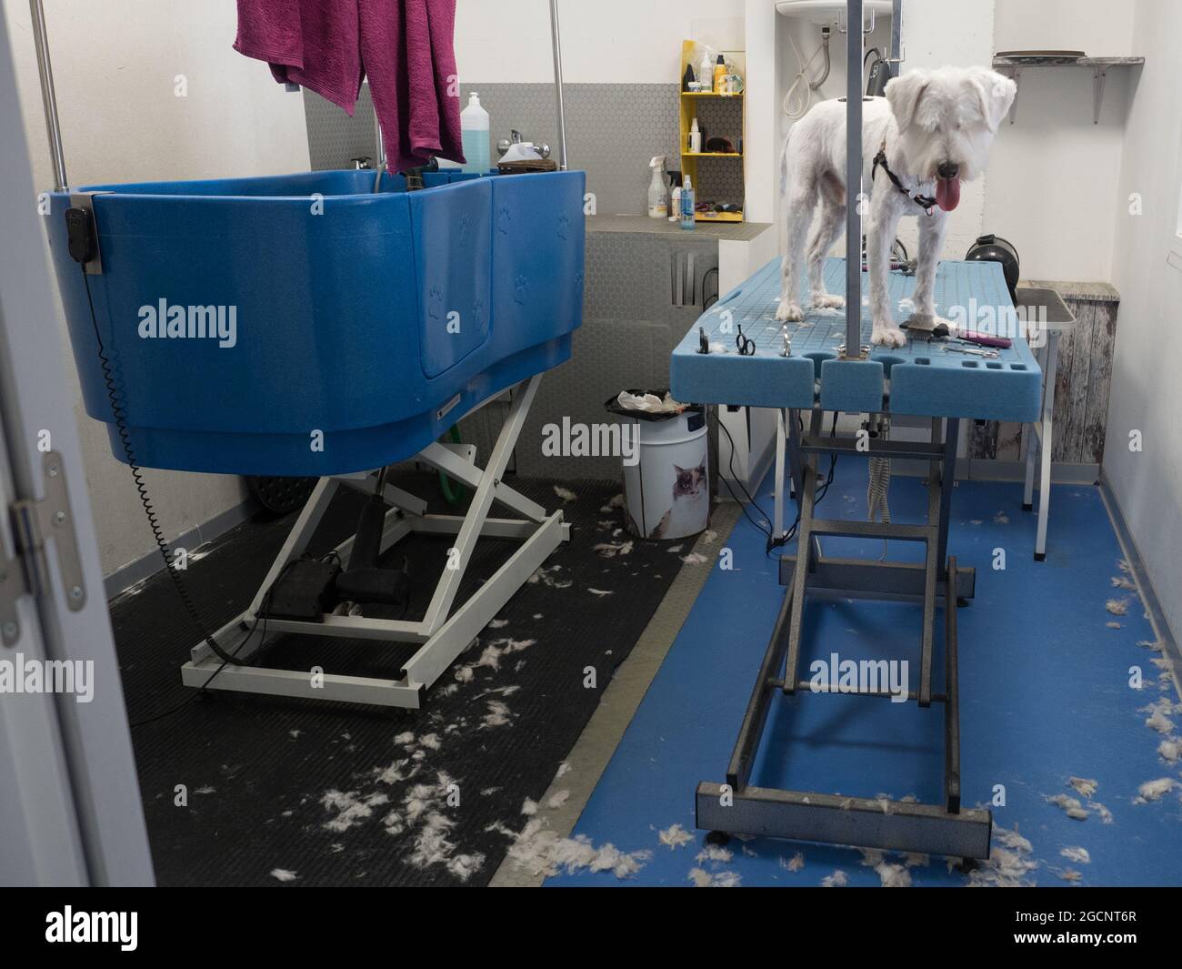 Groomer table hires stock photography and images Alamy