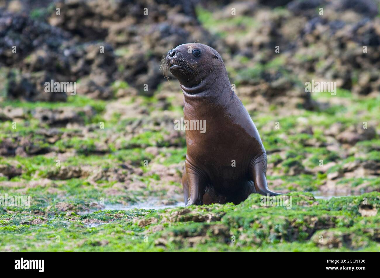 Sea Lion Baby in Peninsula Valdes, Unesco World Heritage Site, Chubut ...
