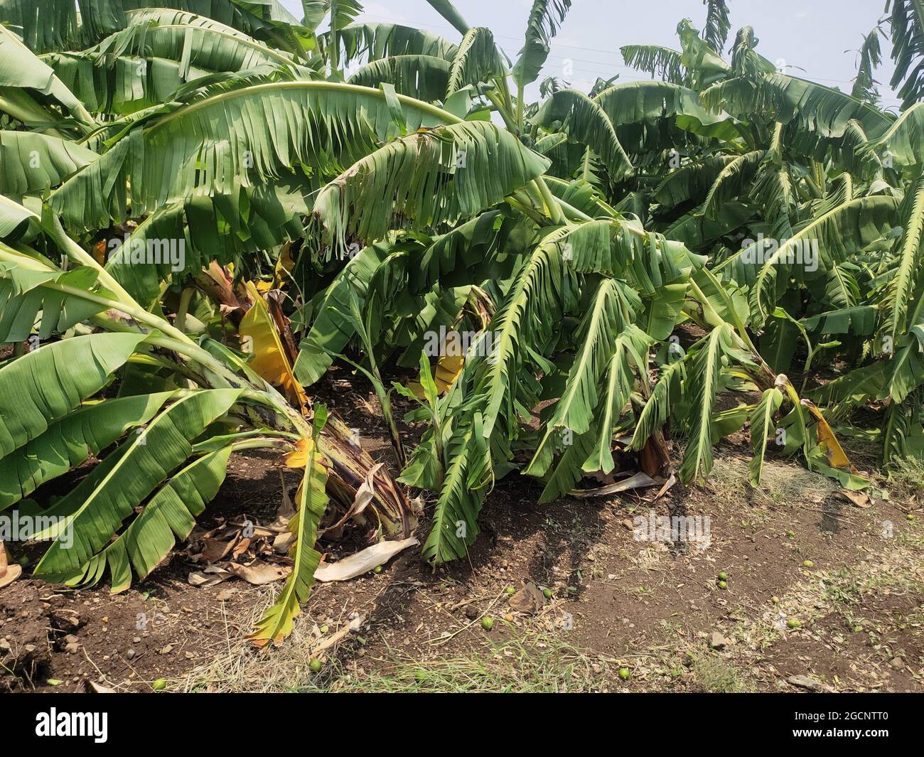 Heavy rain destroyed many banana plants Stock Photo Alamy