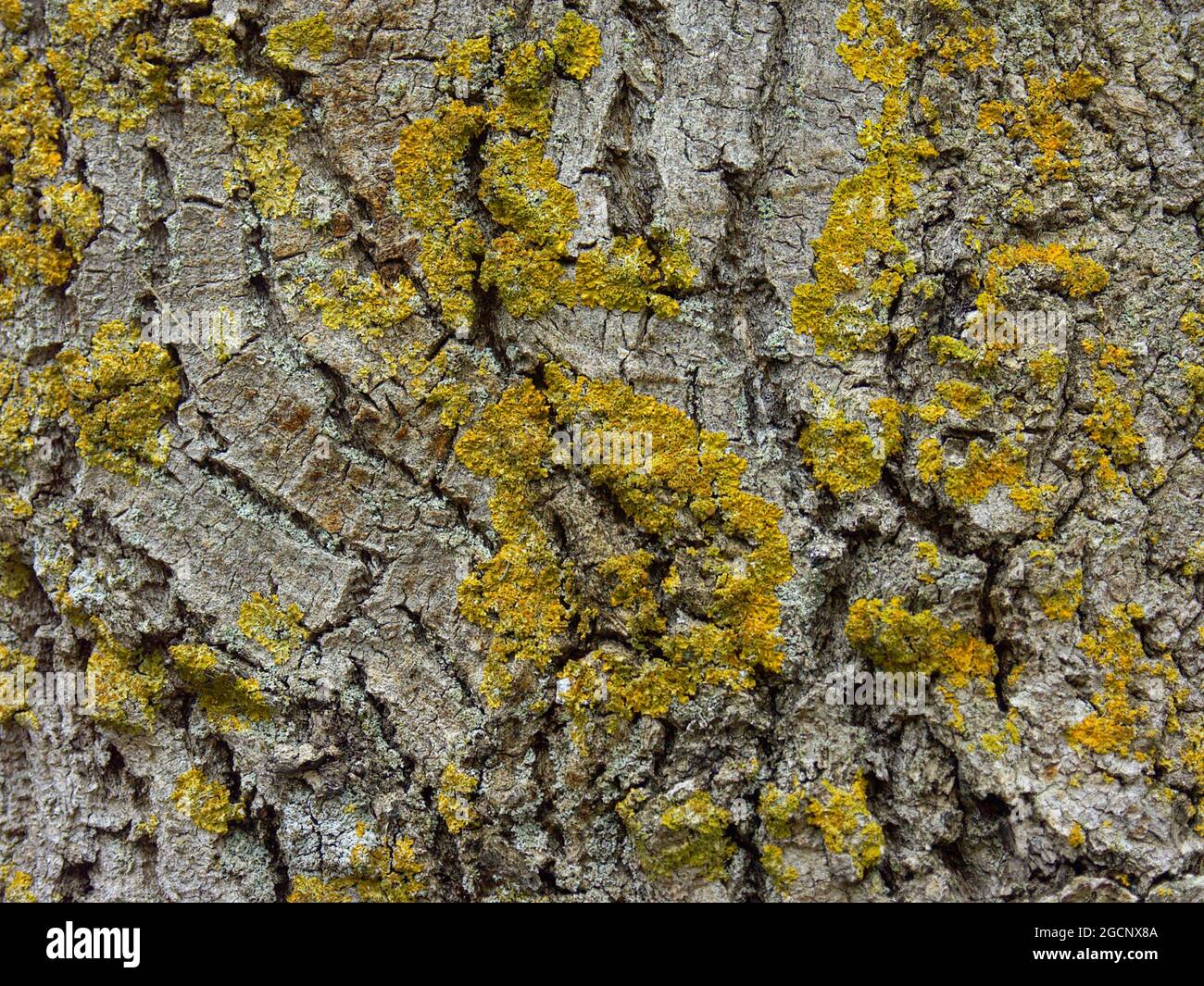 Lichen on  oak bark,  on the Swabian Alb near Münsingen, Reutlingen District, Baden-Württemberg, Germany Stock Photo