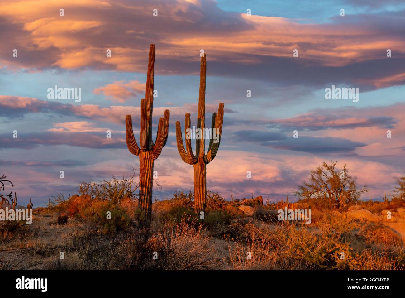 Image of an Arizona Sonoran desert landscape with cactus and colorful ...