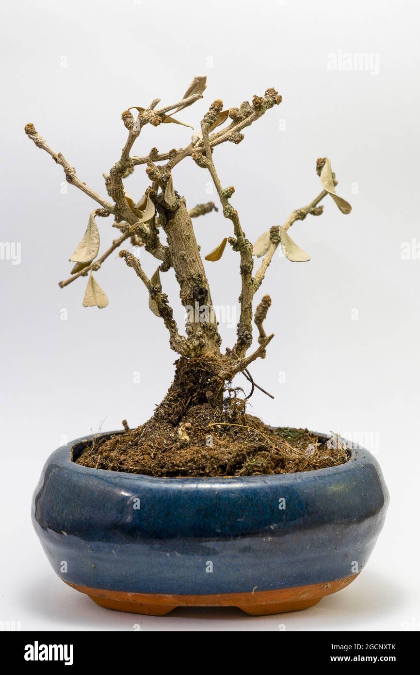 Dead bonsai hi-res stock photography and images - Alamy