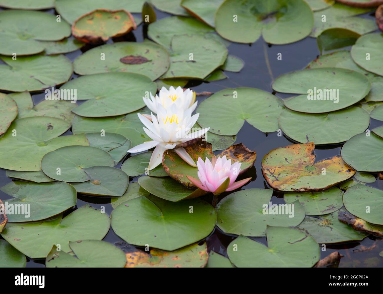 Water Lilies (Nymphaeaceae) in bloom in a Sandwich pond on Cape Cod Stock Photo