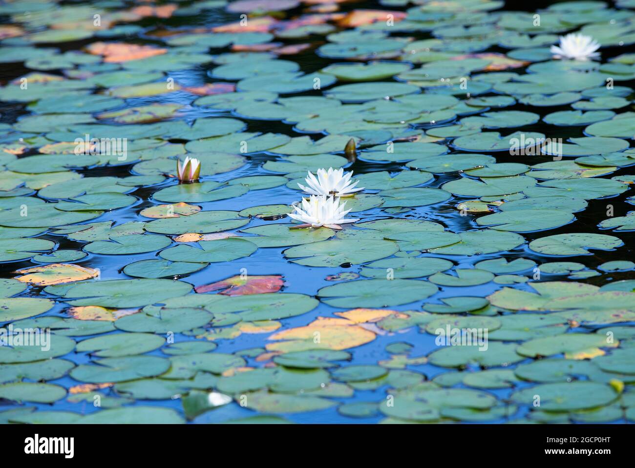 Water Lilies (Nymphaeaceae) in bloom in a Sandwich pond on Cape Cod Stock Photo