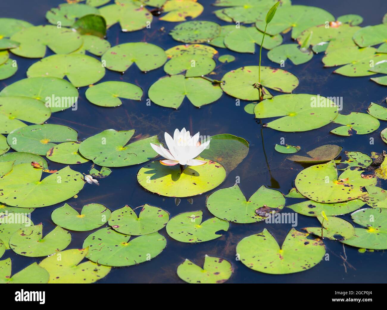 Water Lilies (Nymphaeaceae) in bloom in a Sandwich pond on Cape Cod Stock Photo