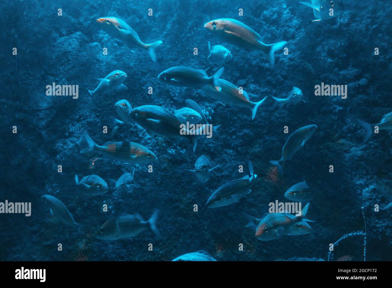 School of fish swimming in blue water Stock Photo - Alamy