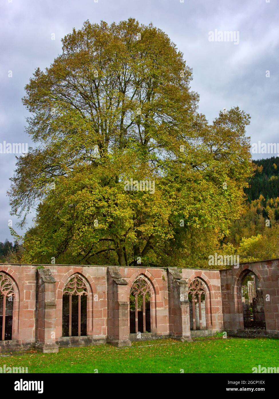 Hirsau abbey (former benedictine abbey): ruins of cloister, near Calw in Northern Black Forest, Baden-Württemberg, Germany Stock Photo