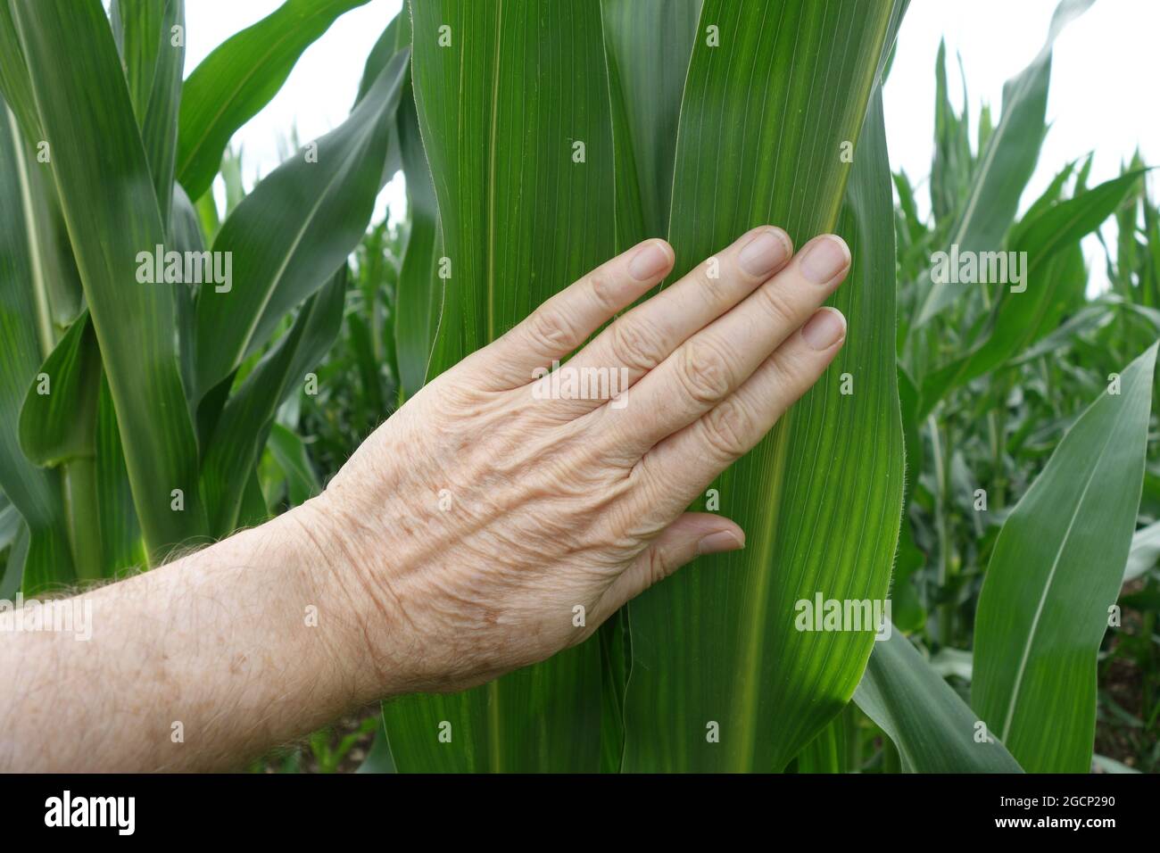 Closeup shot of a wrinkled hand on corn leaf in the field Stock Photo