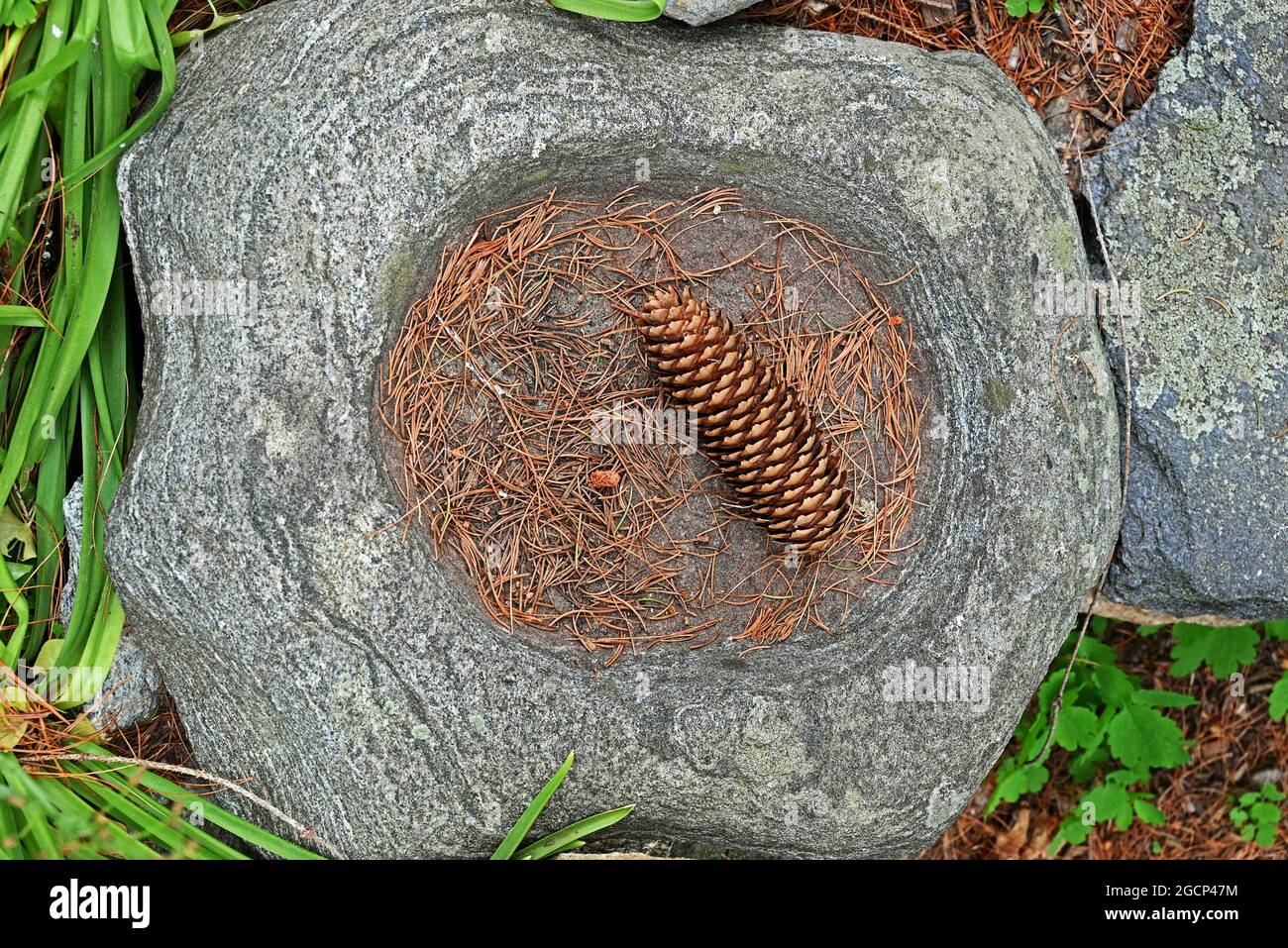 A stone basin with a pine cone and pine needles. Stock Photo