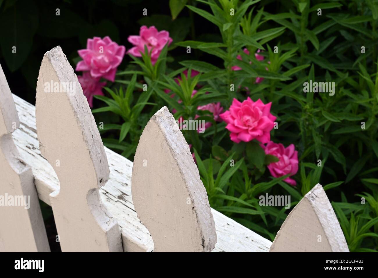 A white picket fence next to garden flowers. Stock Photo