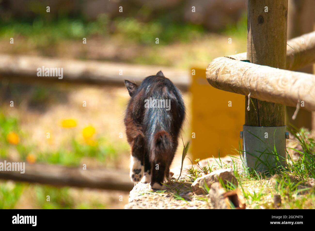 Domestic cat in a street of a village Stock Photo - Alamy