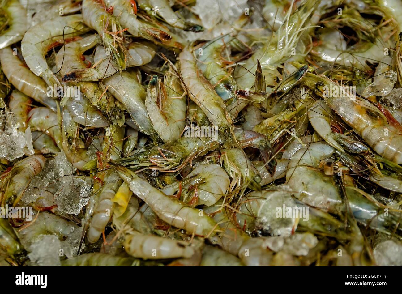 Brown shrimp are displayed on ice at Jemison’s Bait-N-Tackle, January 3, 2017, in Coden, Alabama. The bait shop opened in the 1940s. Stock Photo
