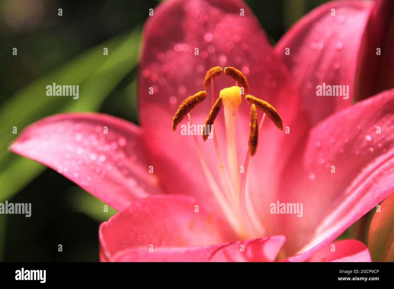 Lily, (genus Lilium) a species of herbaceous flowering plant of the family Liliaceae with dew dropets Stock Photo